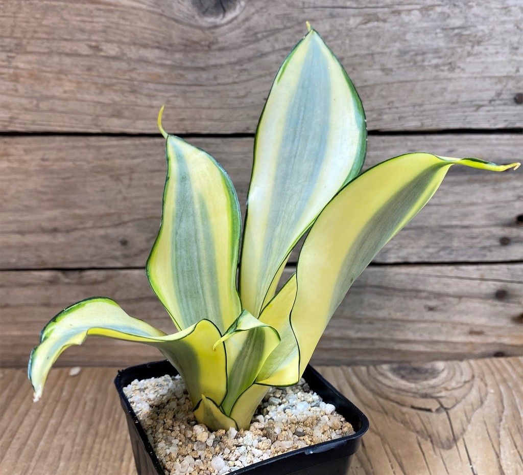 SH27635 Sansevieria 'Splash'