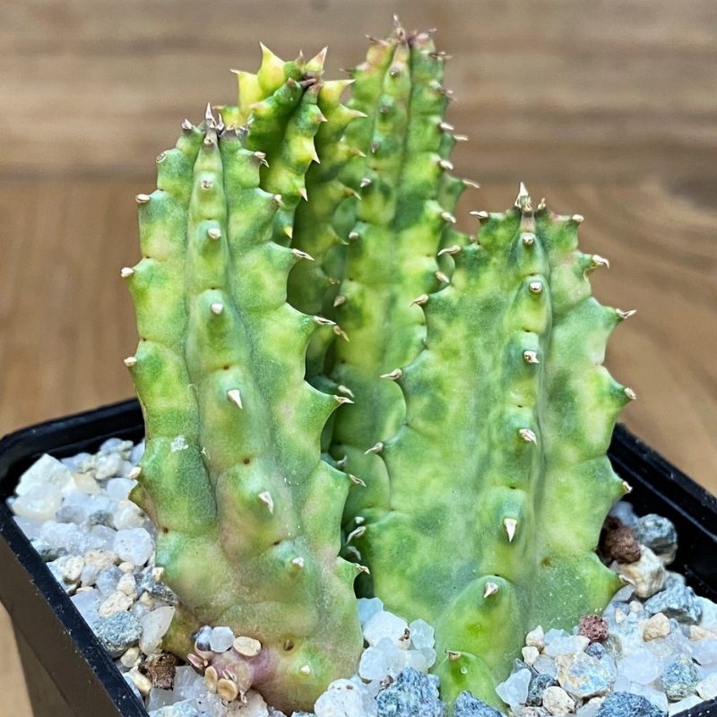 SH27683 Huernia zebrina f. variegata