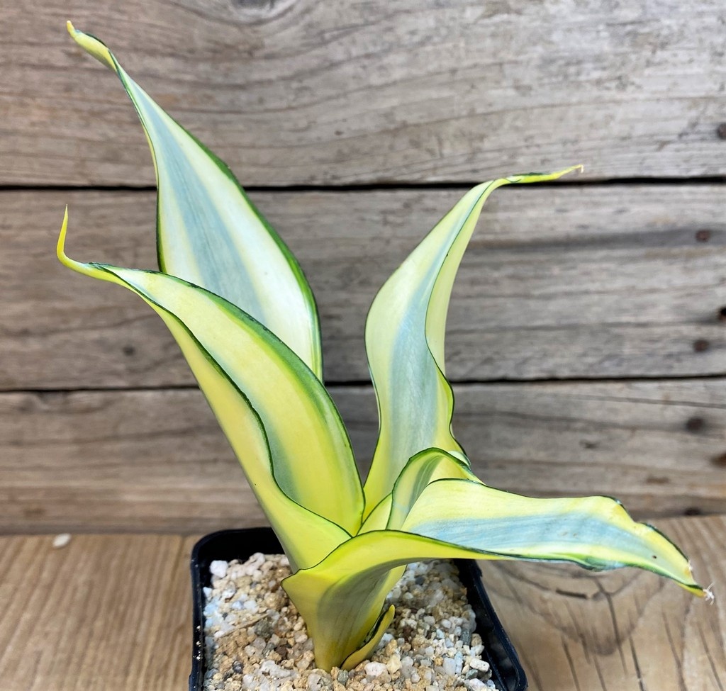 SH27635 Sansevieria 'Splash' - Image 2