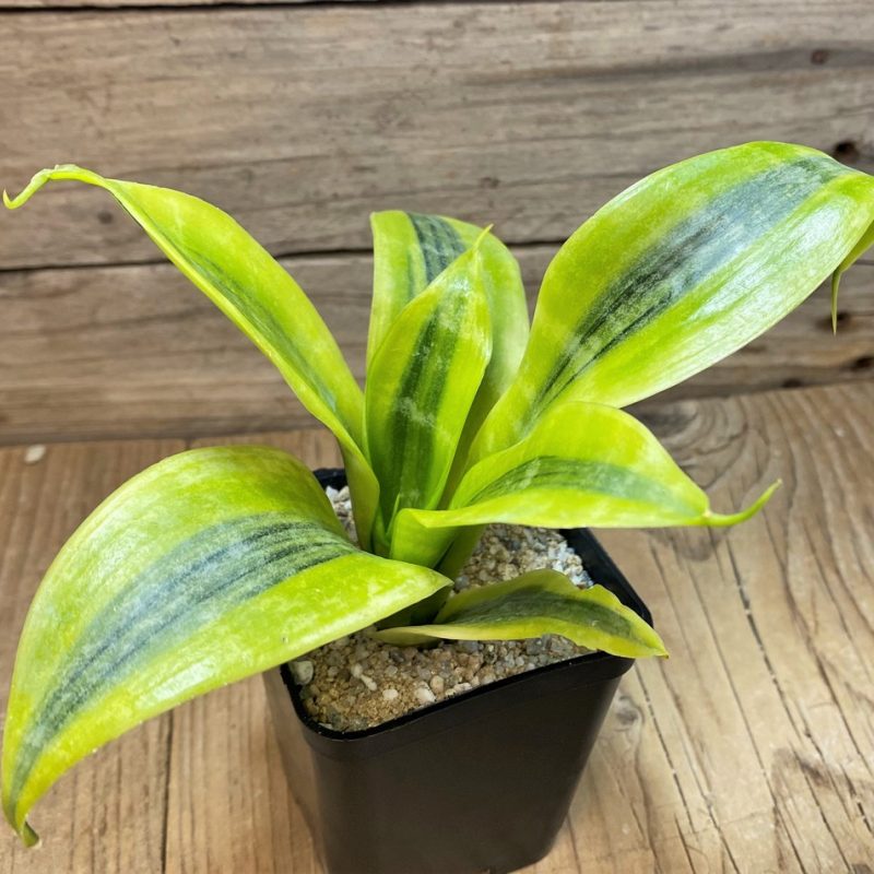 SH27636 Sansevieria 'Futura Simplex'