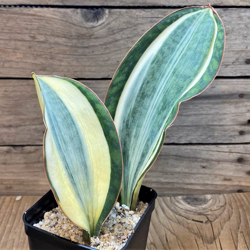 SH27637 Sansevieria 'Masoniana' f. variegata -Cluster-