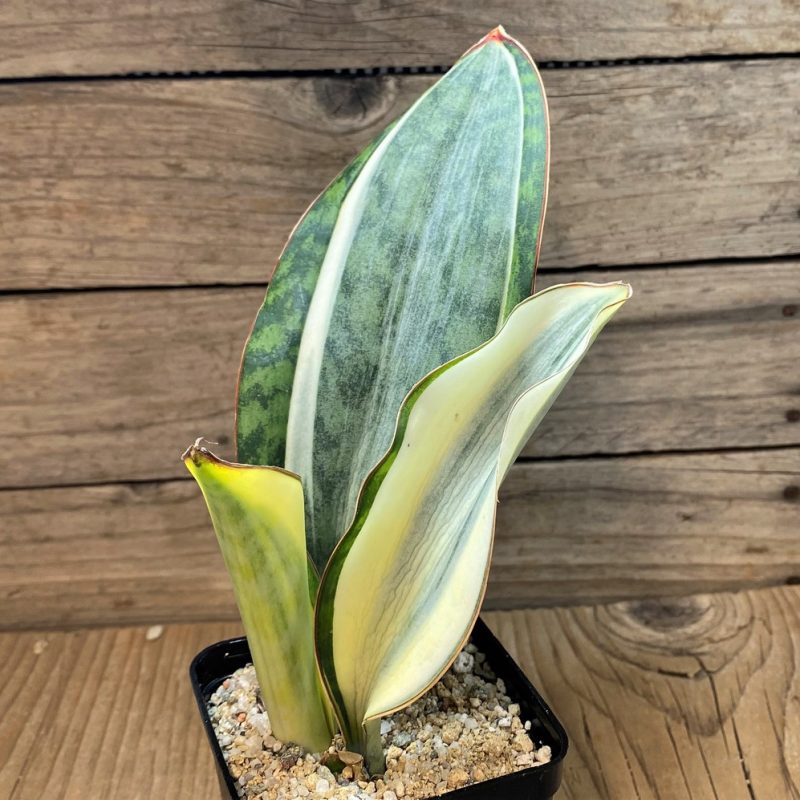 SH27638 Sansevieria 'Masoniana' f. variegata -Cluster-