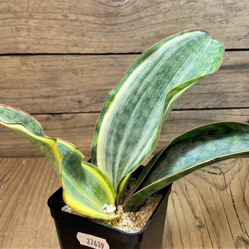 SH27639 Sansevieria 'Masoniana' f. variegata -Cluster-
