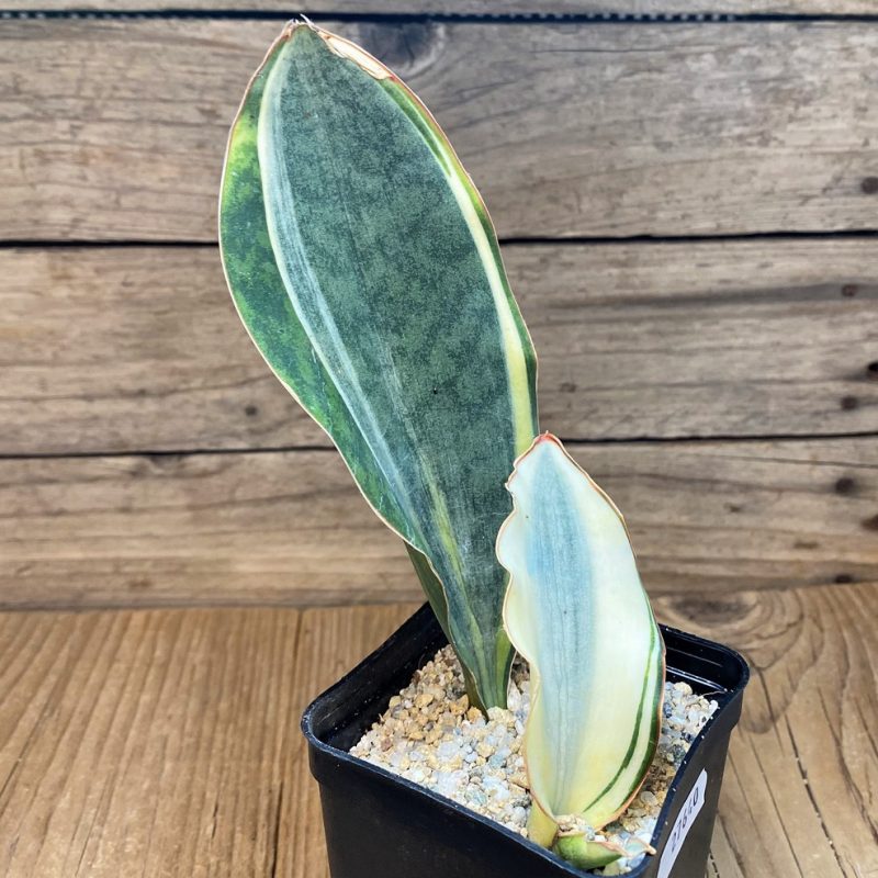 SH27640 Sansevieria 'Masoniana' f. variegata -Cluster-