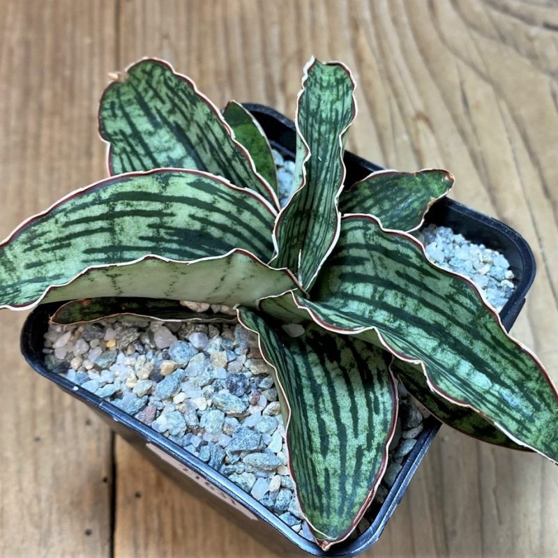SH27631 Sansevieria 'Cleopatra'