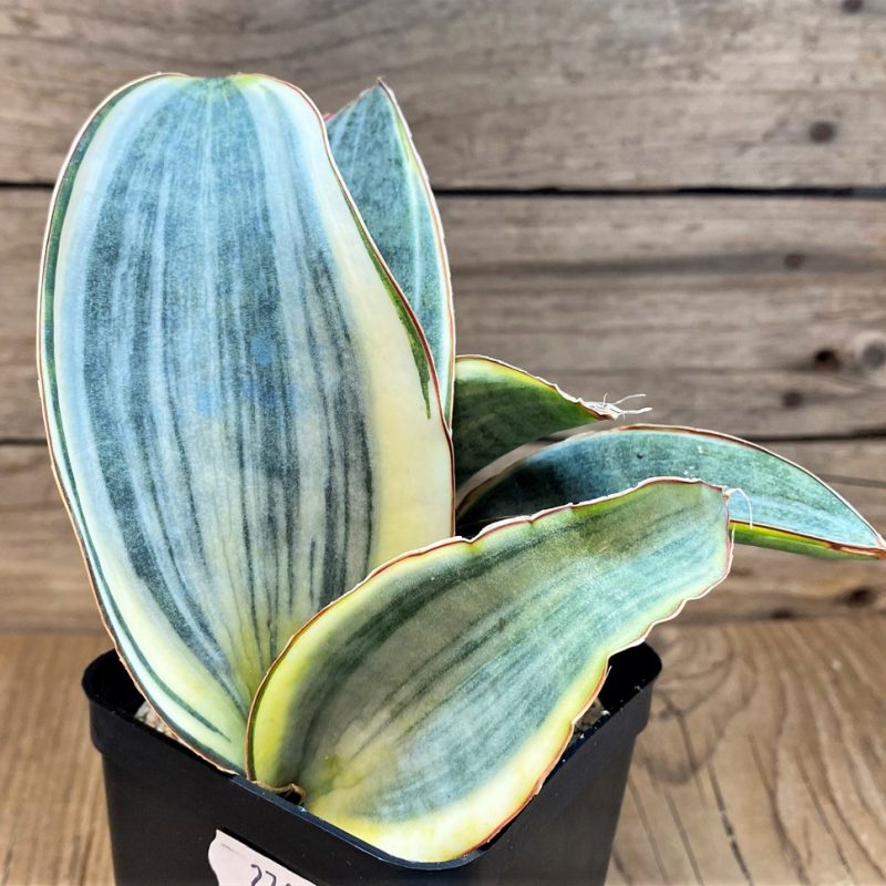 SH27641 Sansevieria 'Masoniana' f. variegata -Cluster-