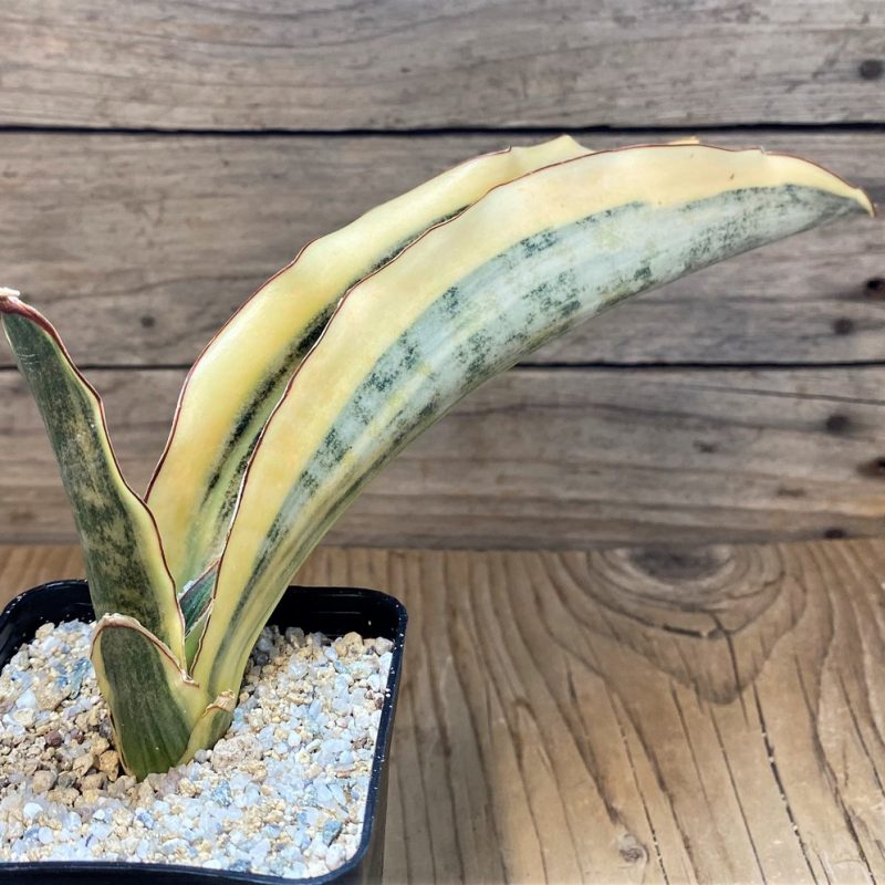 SH27642 Sansevieria kirkii 'White'