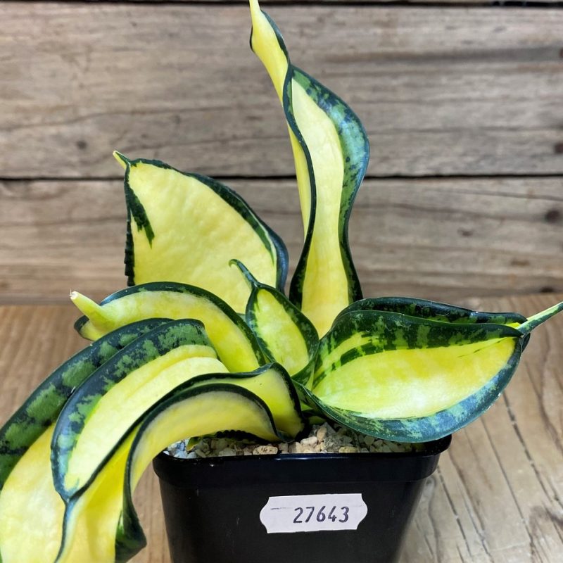 SH27643 Sansevieria ‘Golden Wendy’