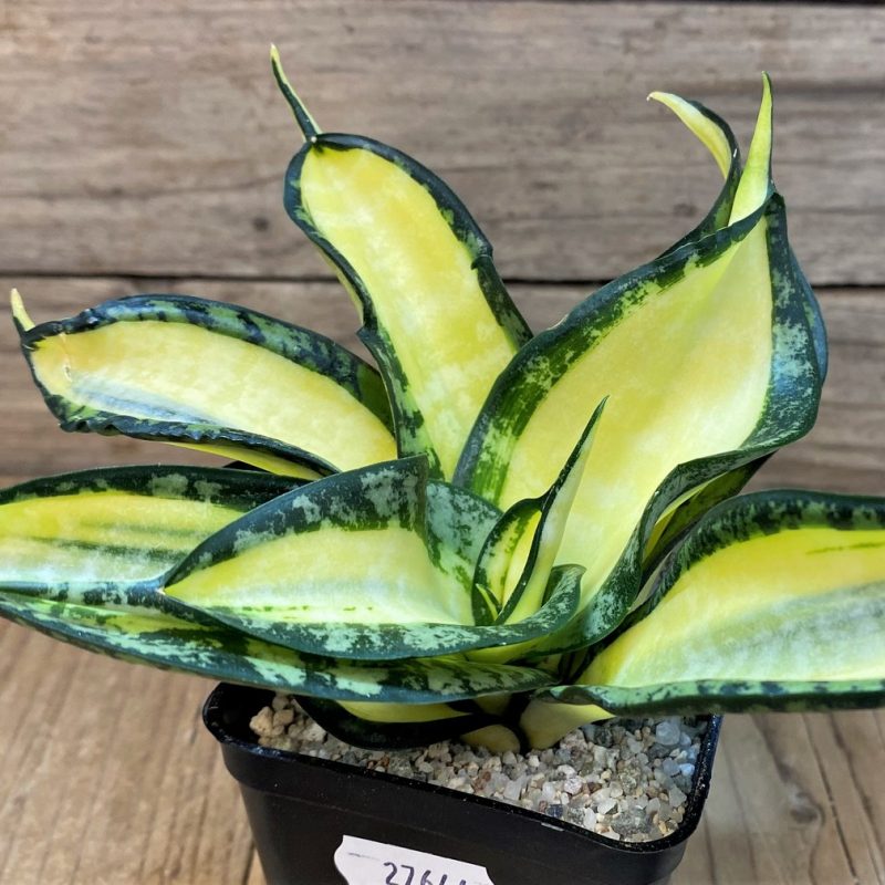 SH27644 Sansevieria ‘Golden Wendy’