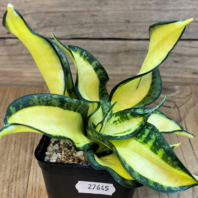 SH27645 Sansevieria ‘Golden Wendy’
