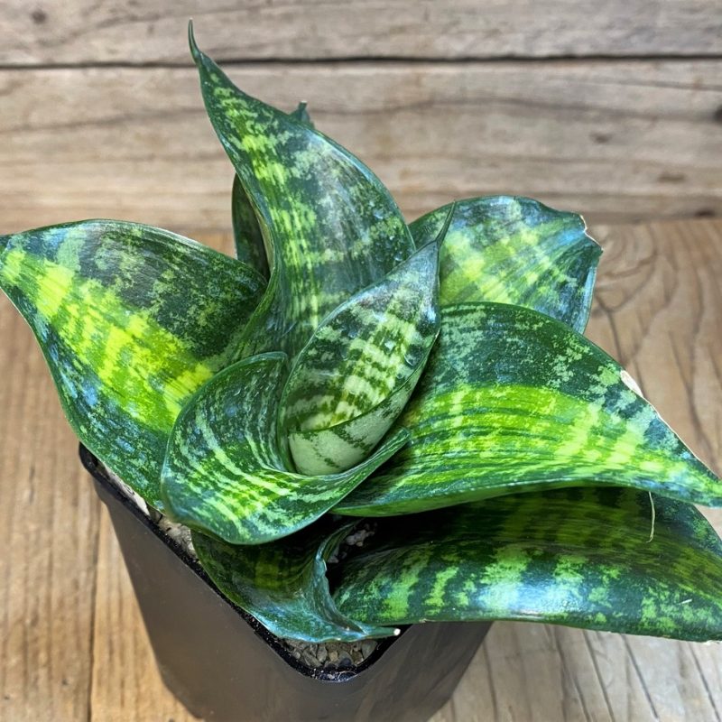 SH27646 Sansevieria hahnii 'Racing Line'