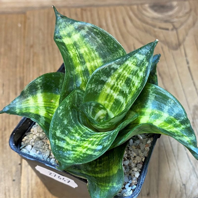 SH27647 Sansevieria hahnii 'Racing Line'