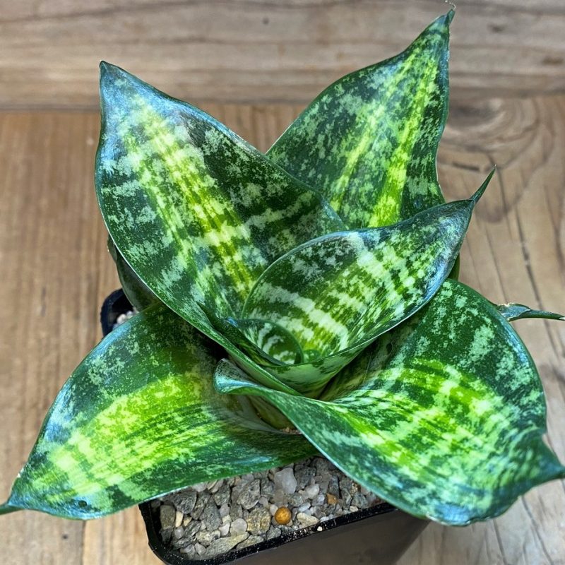 SH27648 Sansevieria hahnii ‘Racing Line’