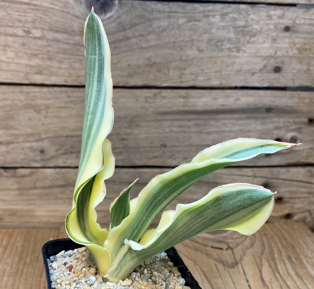 SH27649 Sansevieria 'Katana' - Image 2