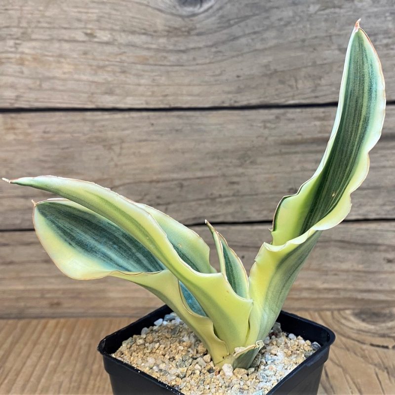 SH27649 Sansevieria 'Katana'