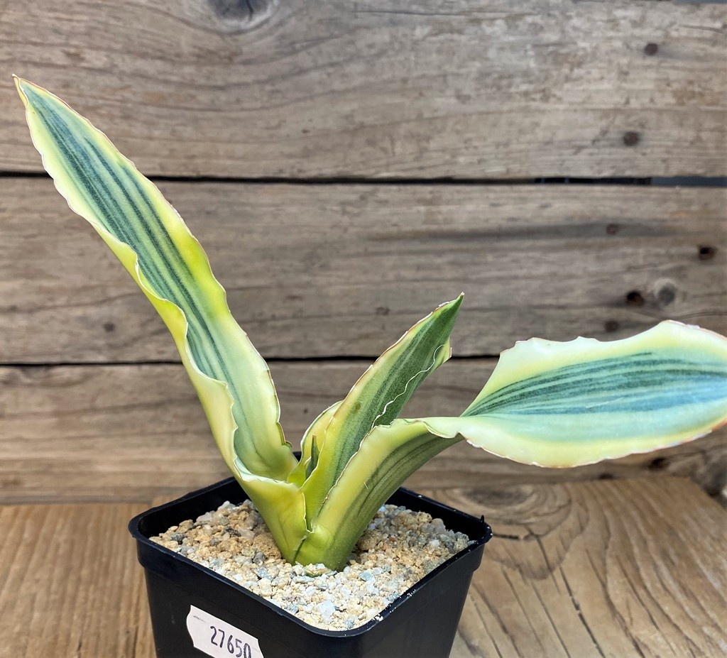 SH27650 Sansevieria 'Katana'