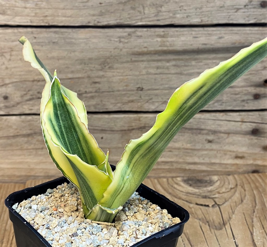 SH27650 Sansevieria 'Katana' - Image 2