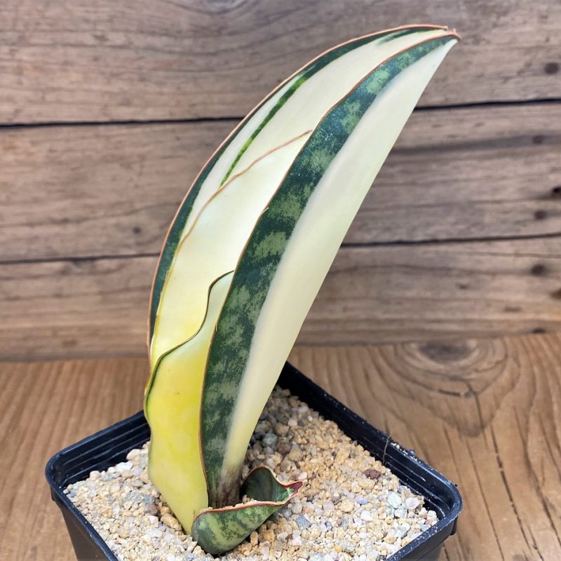 SH27651 Sansevieria masoniana ‘Mediopicta’