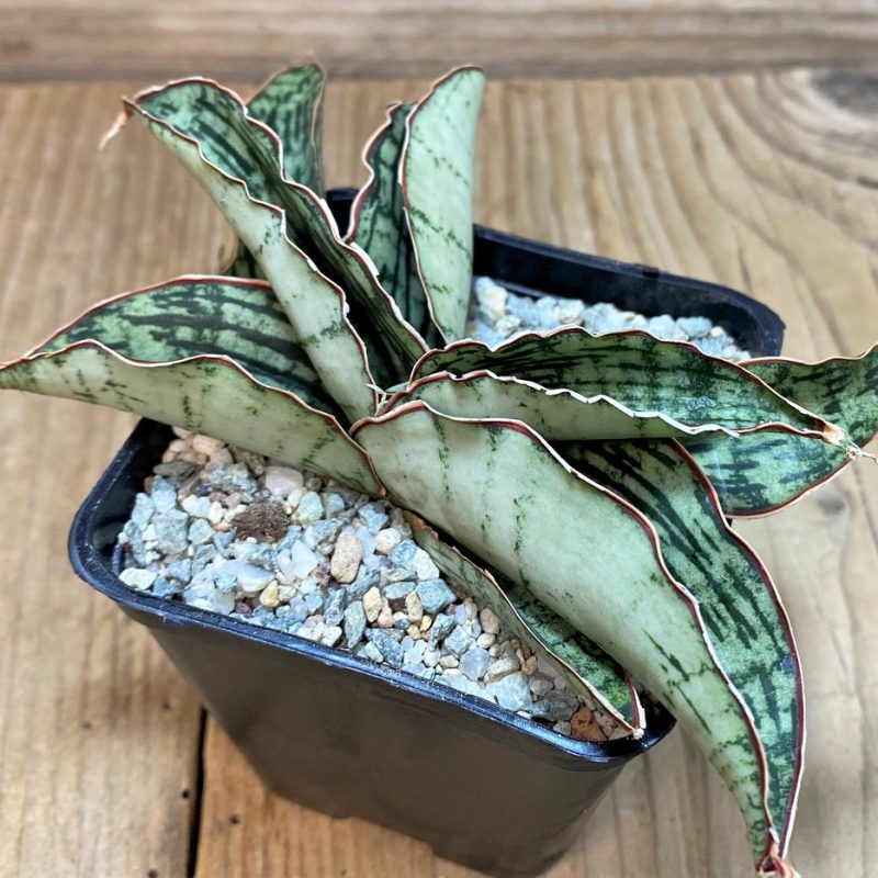 SH27632 Sansevieria 'Cleopatra'