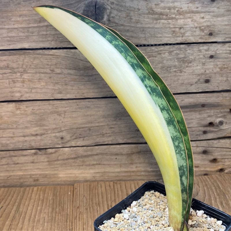 SH27652 Sansevieria masoniana ‘Mediopicta’