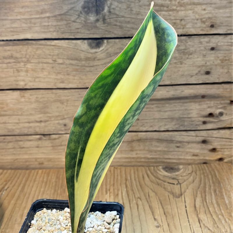 SH27653 Sansevieria masoniana ‘Mediopicta’