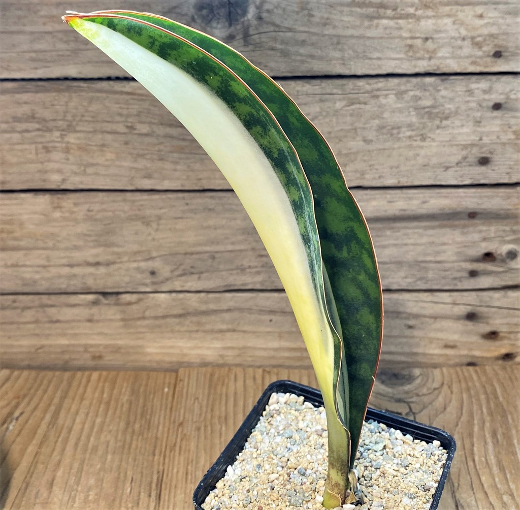 SH27654 Sansevieria masoniana ‘Mediopicta’