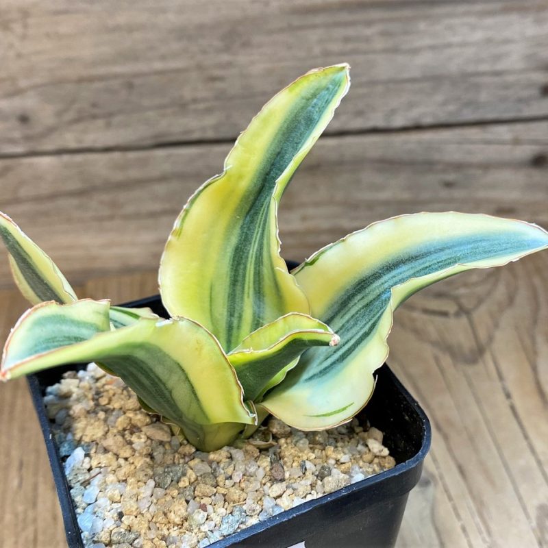 SH27655 Sansevieria 'Katana'