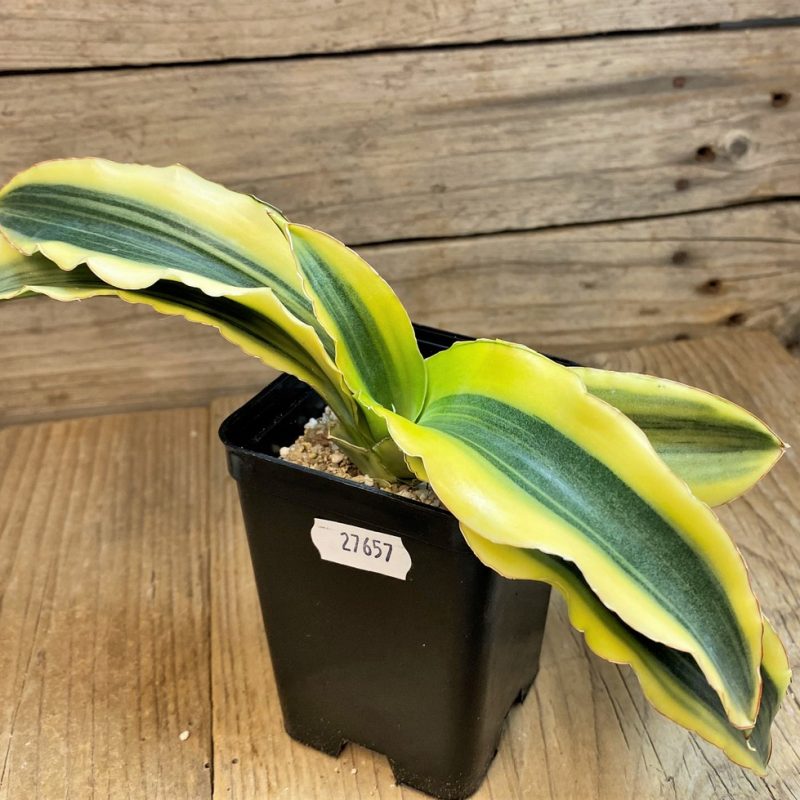 SH27657 Sansevieria 'Katana'