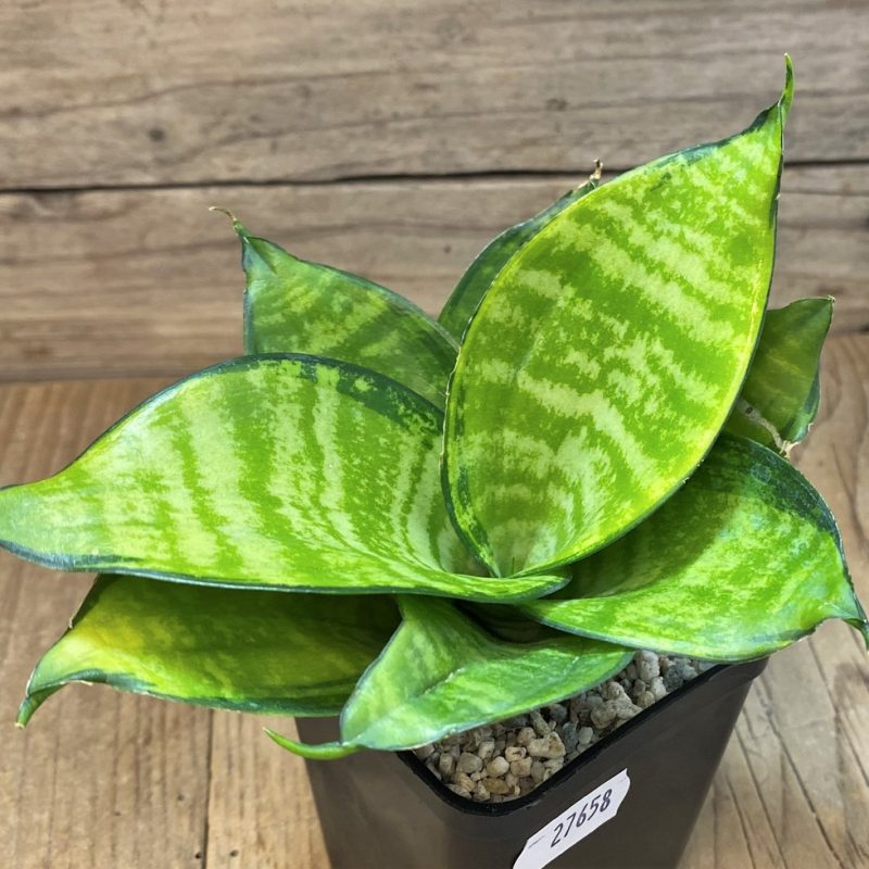 SH27658 Sansevieria ‘Hahnii Philippine’