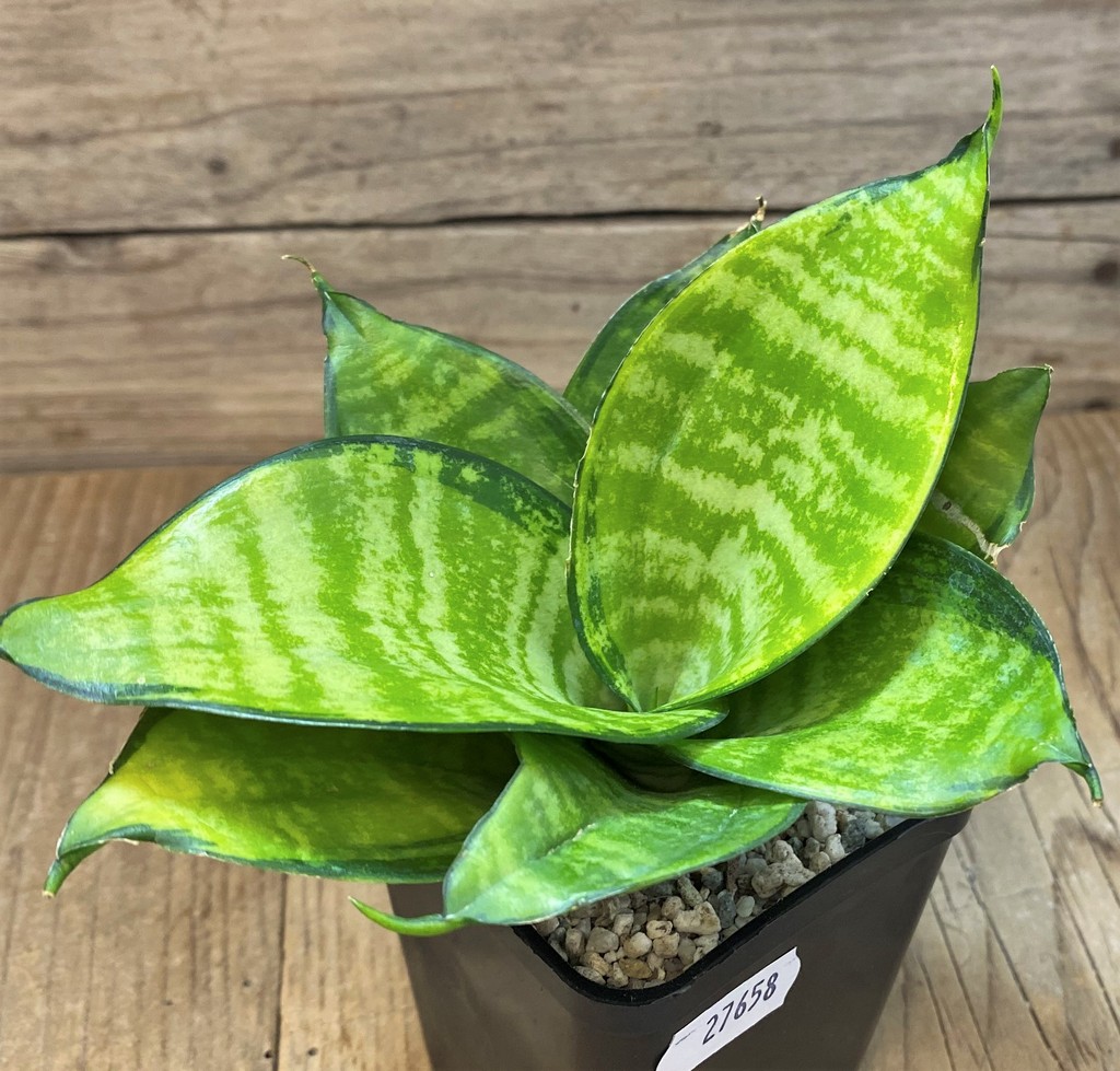 SH27658 Sansevieria ‘Hahnii Philippine’