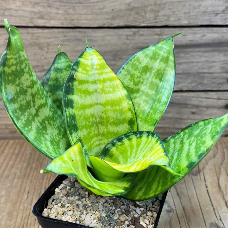 SH27659 Sansevieria ‘Hahnii Philippine’