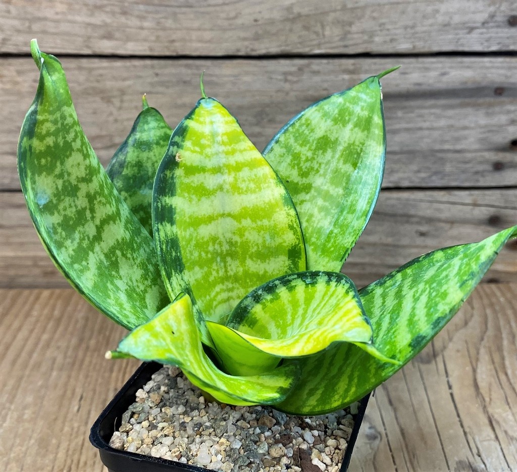 SH27659 Sansevieria ‘Hahnii Philippine’