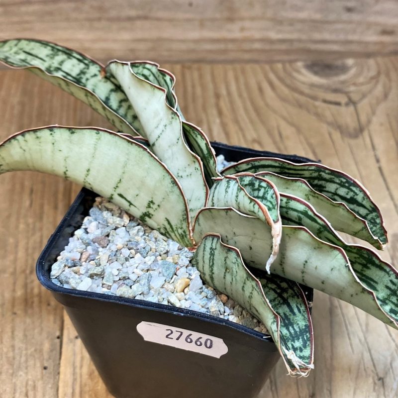 SH27660 Sansevieria ‘Cleopatra’