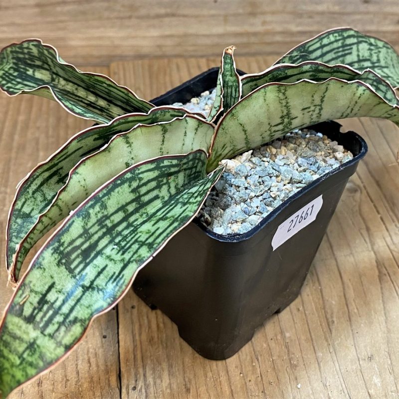 SH27661 Sansevieria ‘Cleopatra’