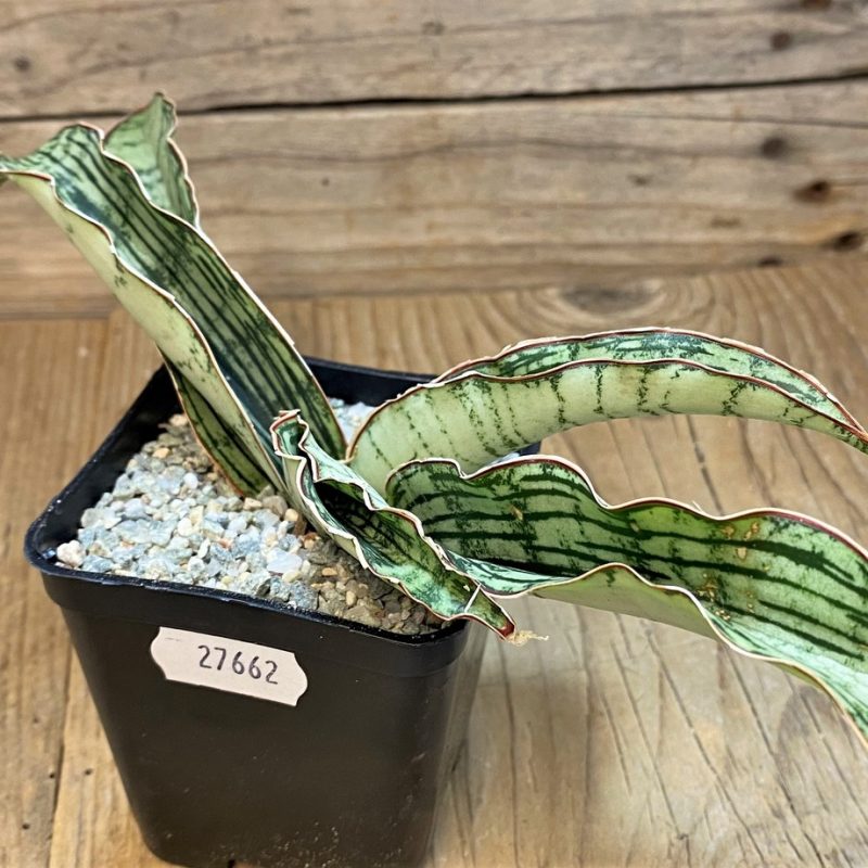 SH27662 Sansevieria ‘Cleopatra’