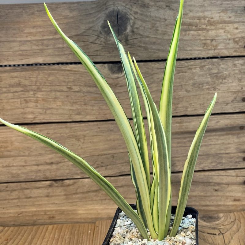SH27663 Sansevieria ‘Parva Lancet’