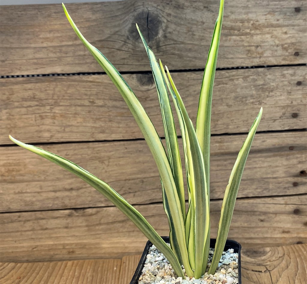 SH27663 Sansevieria ‘Parva Lancet’