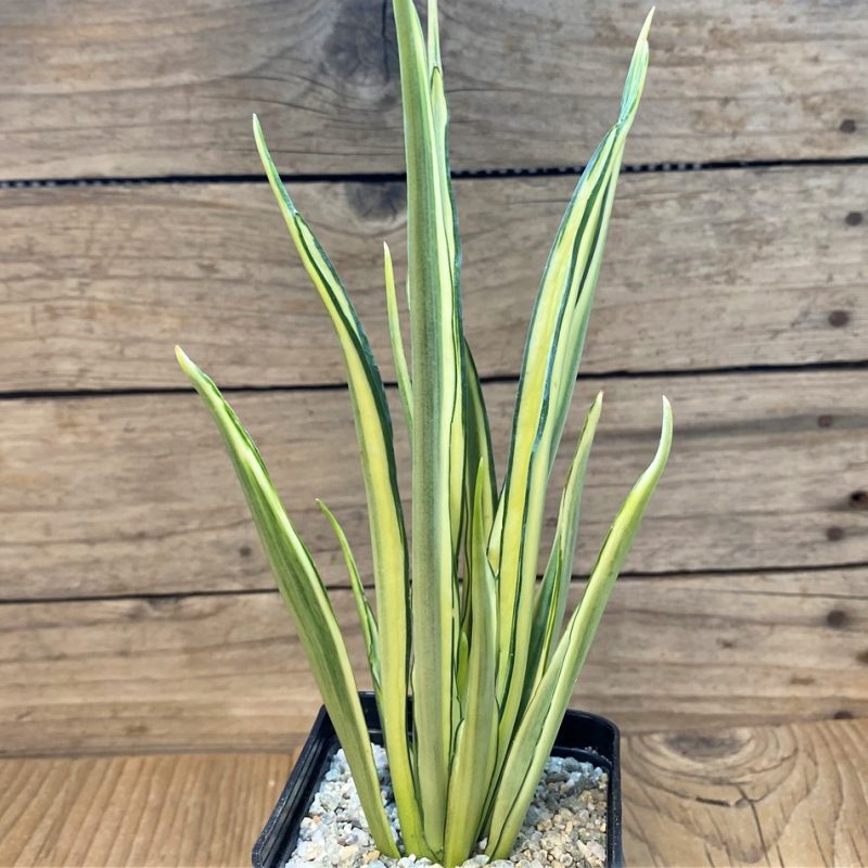 SH27664 Sansevieria ‘Parva Lancet’