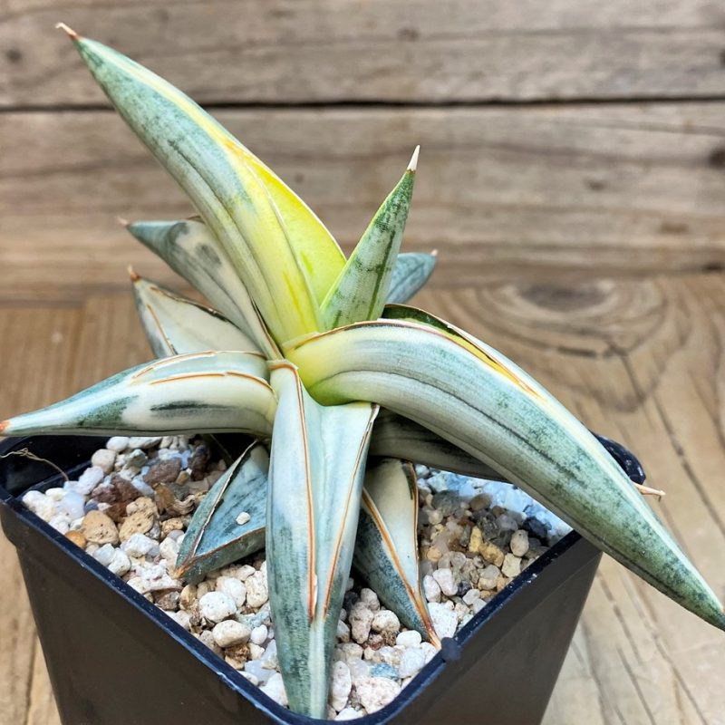 SH27665 Sansevieria ‘Blue Clone’