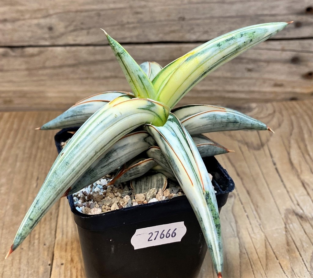 SH27666 Sansevieria ‘Blue Clone’ - Image 2