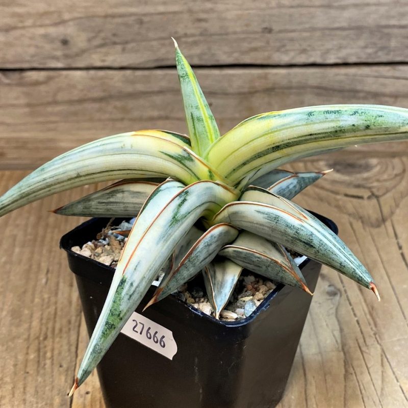 SH27666 Sansevieria ‘Blue Clone’