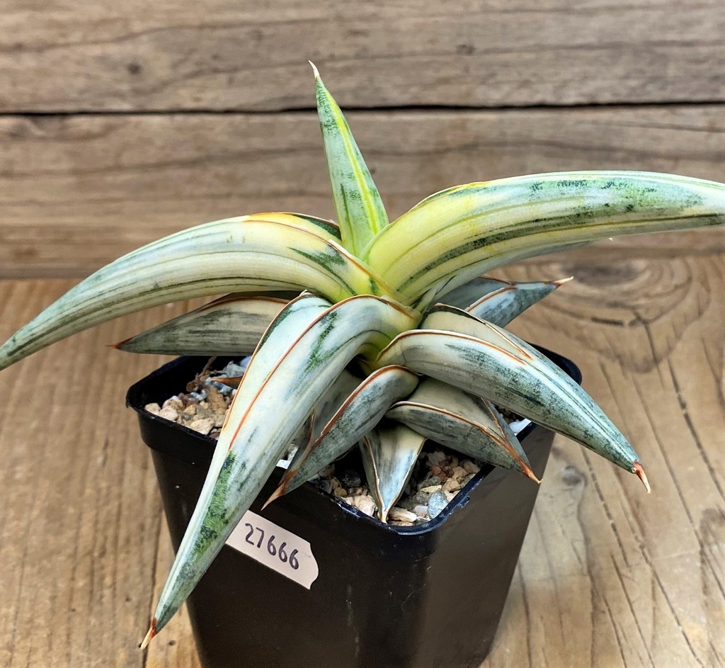 SH27666 Sansevieria ‘Blue Clone’