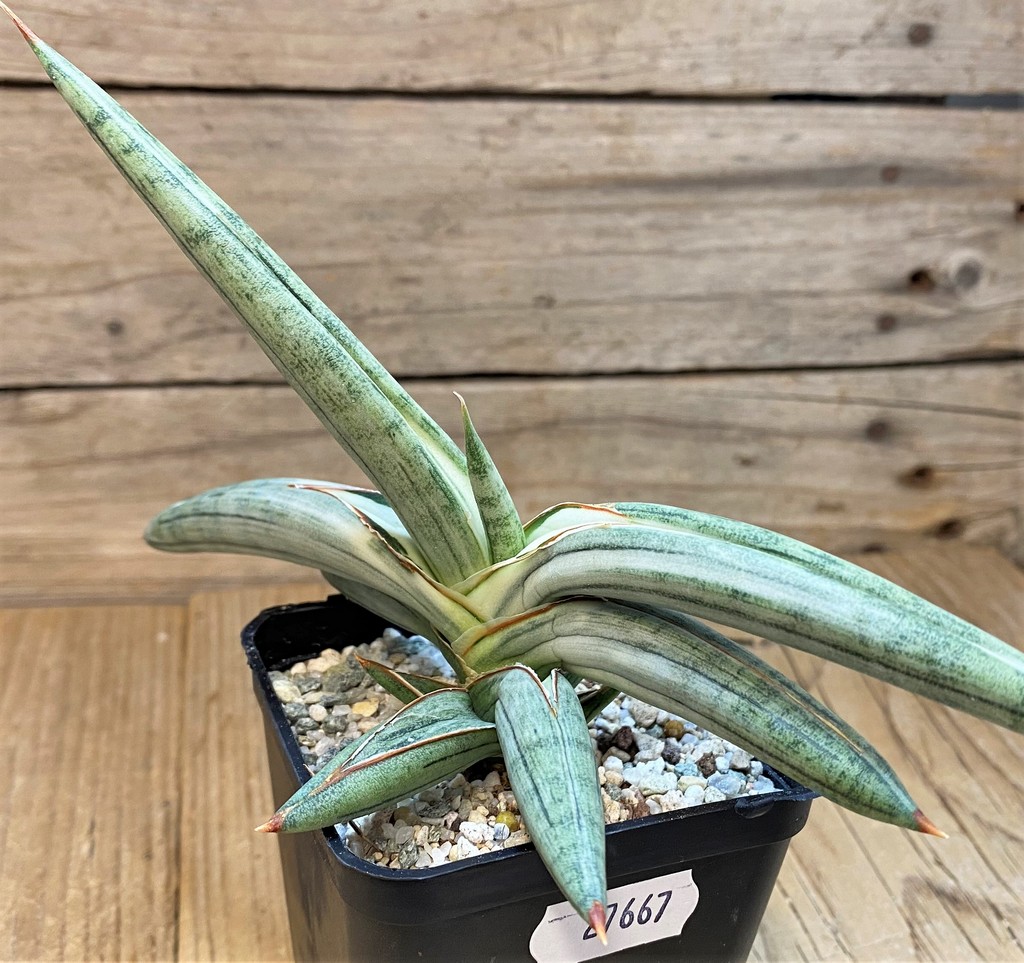 SH27667 Sansevieria ‘Silver Clone’ - Image 2