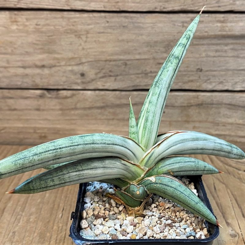 SH27667 Sansevieria ‘Silver Clone’