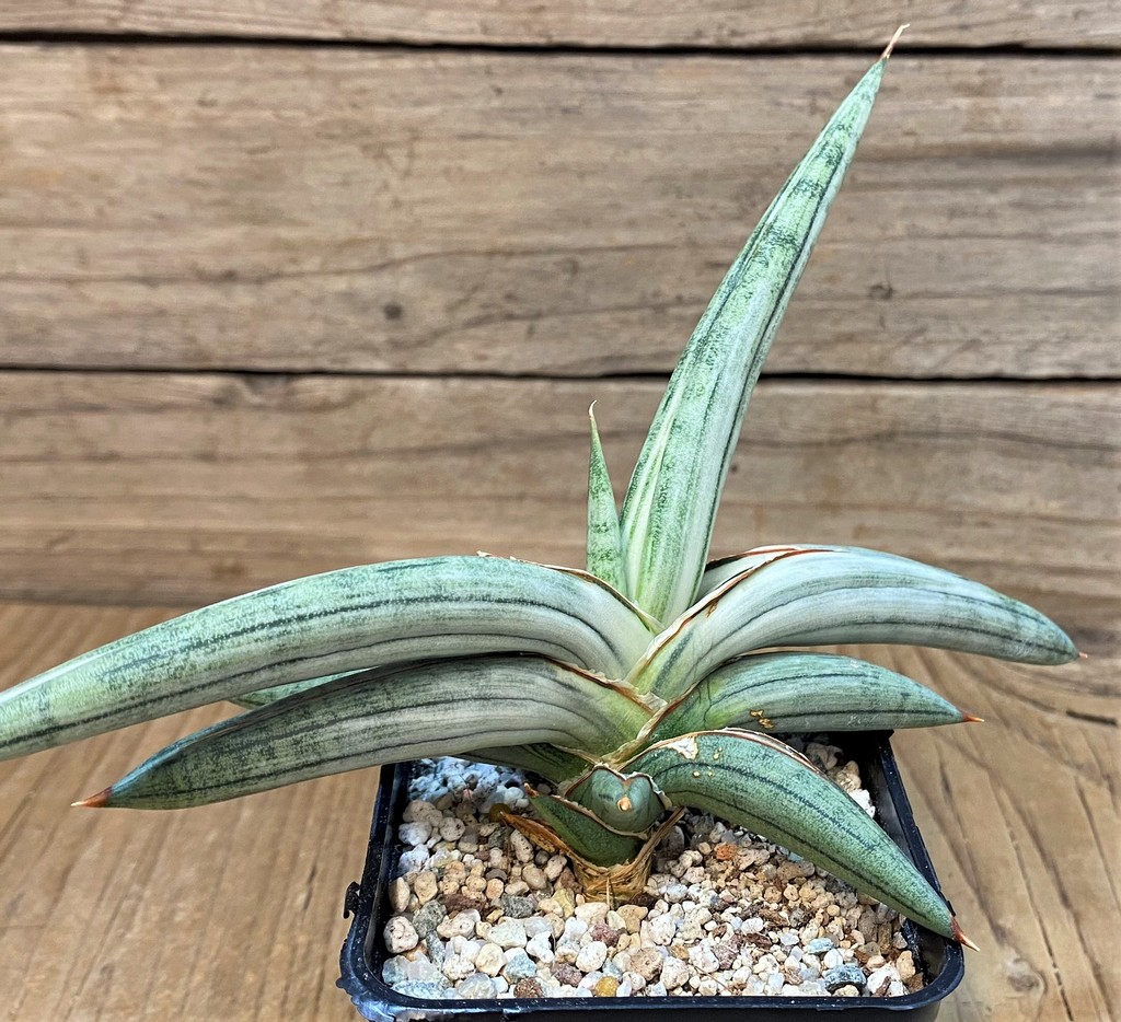 SH27667 Sansevieria ‘Silver Clone’