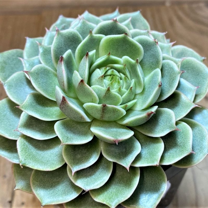 SH27723 Echeveria ‘Ben Badis’