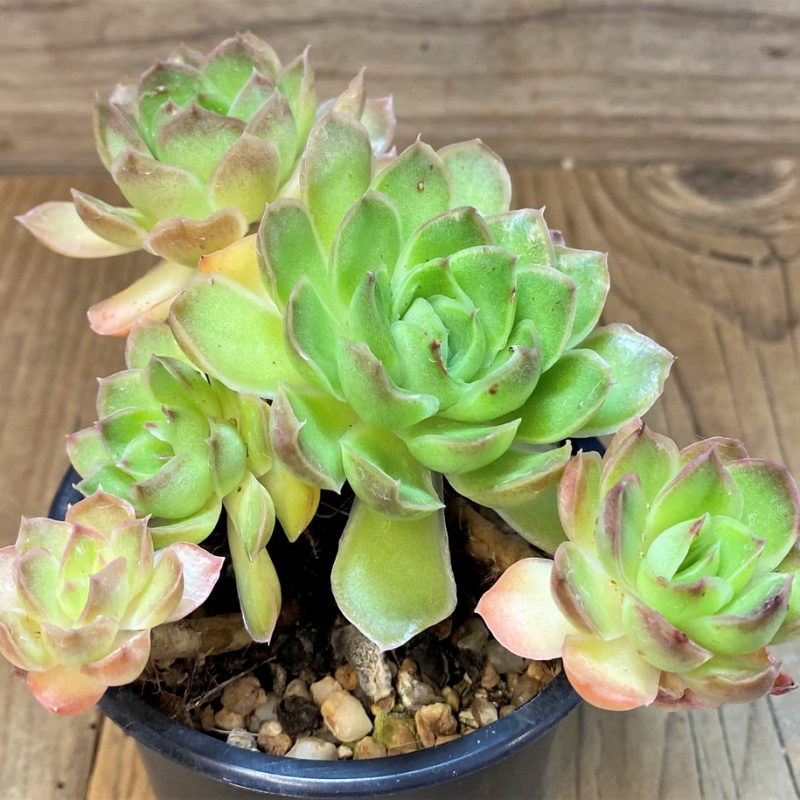 SH27724 Echeveria ‘Purple Butterfly’