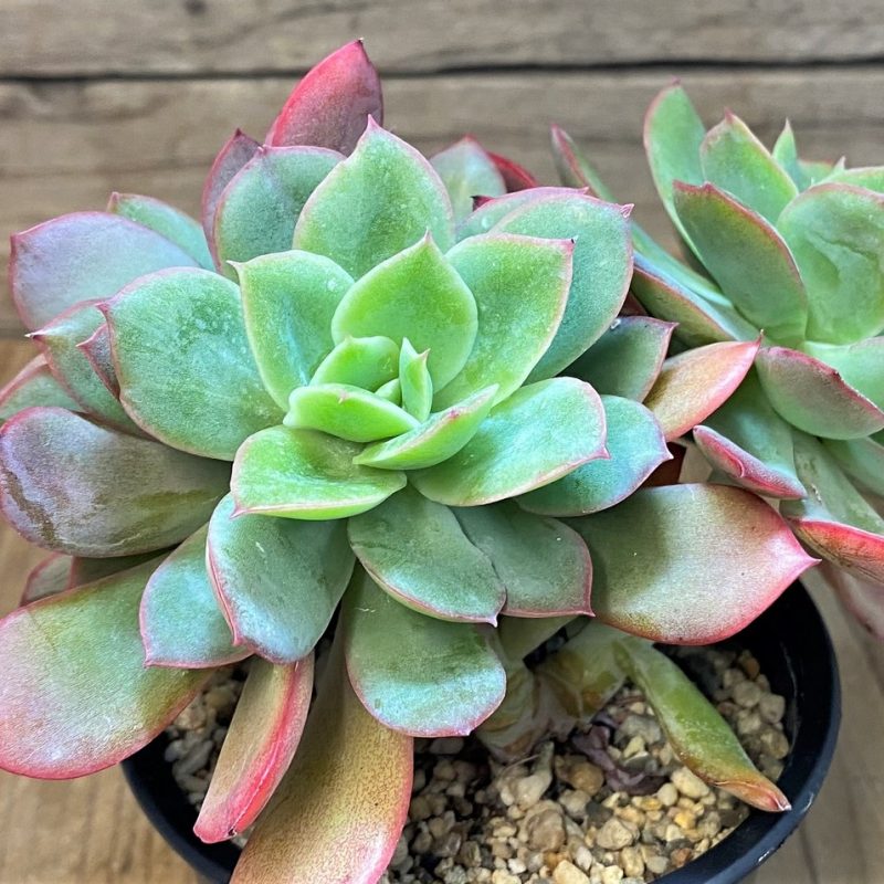 SH27725 Echeveria ‘Luella’