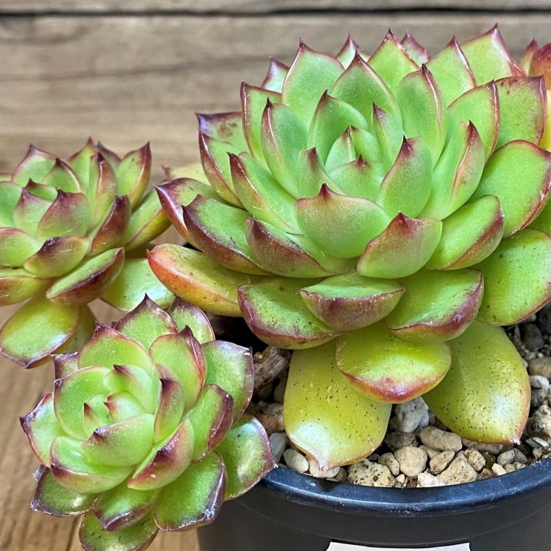 SH27726 Echeveria ‘Polaroid Anna’