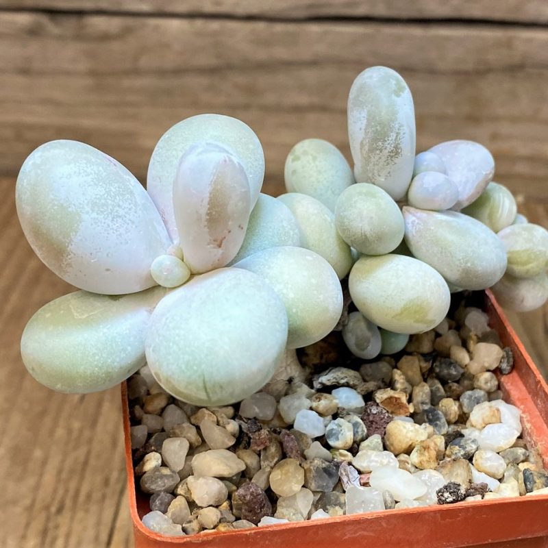 SH27728 Pachyphytum oviferum ‘Egg Beauty’